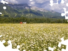 Field, Mountains, British Columbia, Daisies