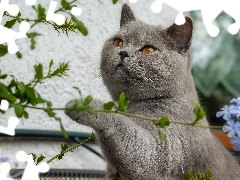 Flowers, British Shorthair Cat, Twigs