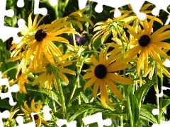 Yellow, Rudbeckia, Brown, resources, Flowers, fine