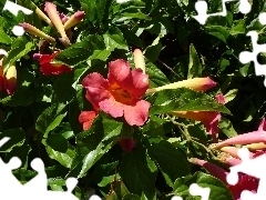 Bush, Brugmansia