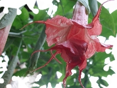 Colourfull Flowers, Bush, Brugmansia