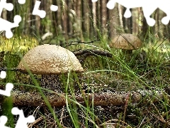 Brzozaki, edible, forest, mushrooms, Kociewie