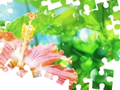 hibiskus, bubbles