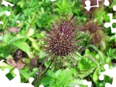 head, Aceny Buchanana