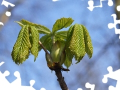 chestnut, bud