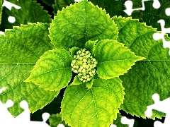 hydrangea, bud