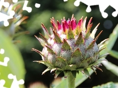 teasel, bud