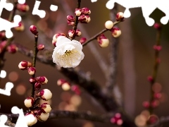 Spring, flourishing, Buds, branch pics