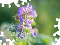 Colourfull Flowers, geranium, Buds