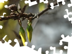 forsythia, Flowers, Buds, Yellow