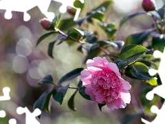 Flowers, Buds, Leaf, Camellia Japonica