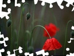 red weed, stems, Buds, Flowers