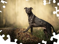 trunk, grass, Pit Bull Terrier, figure, dog