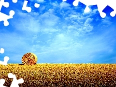 corn, bunch
