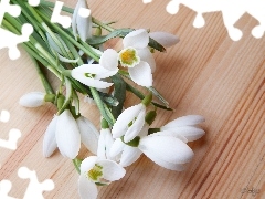 snowdrops, small bunch