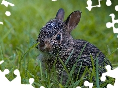 Bunny, small, honeyed