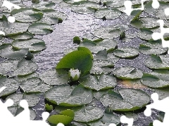 Water Lilies Lake, Burnaby