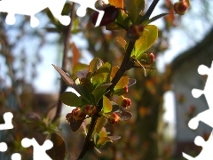 barberry, Bush