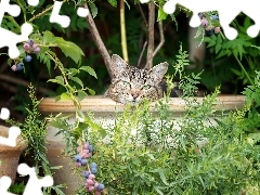 cat, Park, Bush, bowl