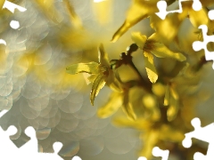 forsythia, Flowers, Bush, Yellow