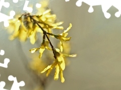 forsythia, Flowers, Bush, Yellow