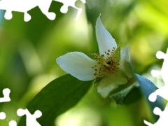 jasmine, Colourfull Flowers, Bush, White