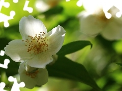 jasmine, Colourfull Flowers, Bush, White