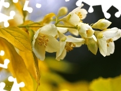 jasmine, Flowers, Bush, White