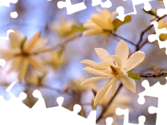 Magnolia, Flowers, Bush, White