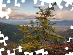 larch, Bush, Mountains, trees, autumn