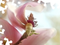 Pink, Colourfull Flowers, Bush, Magnolia