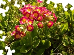 primrose, bush