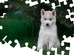 dog, Puppy, Bush, Siberian Husky