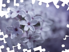 Flowers, Bush, without, Syringa, Violet