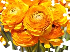 Flowers, Asian Ranunculus, buttercup