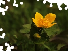 Colourfull Flowers, Yellow, buttercup