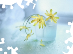 fig buttercup, Flowers, vase, Yellow