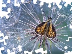 butterfly, dandelion, Achenes