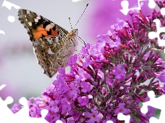 Pink, butterfly bush, Painted Lady, Colourfull Flowers, butterfly