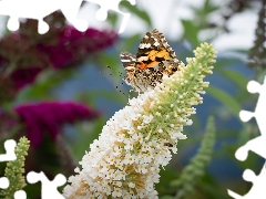 Colourfull Flowers, butterfly bush, Mermaid Admiral, White, butterfly