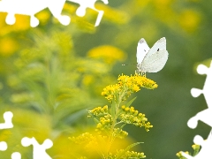 plant, Goldenrod, Cabbage Butterfly, Yellow Honda, butterfly