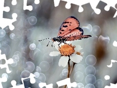 Close, Flower, butterfly, White