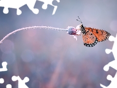Flower, butterfly