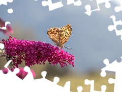 butterfly, Colourfull Flowers, butterfly bush, Pink