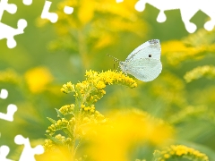 Cabbage Butterfly, White, plant, Goldenrod, Yellow Honda, butterfly