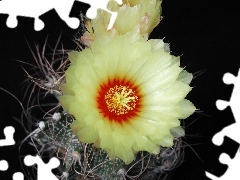 cream, Colourfull Flowers, Cactus