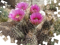 flower, Cactus