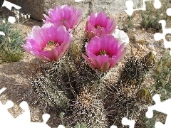 flower, Cactus