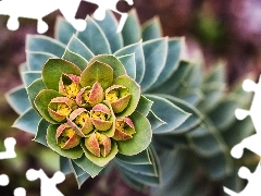 flower, Cactus