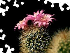 flower, Cactus